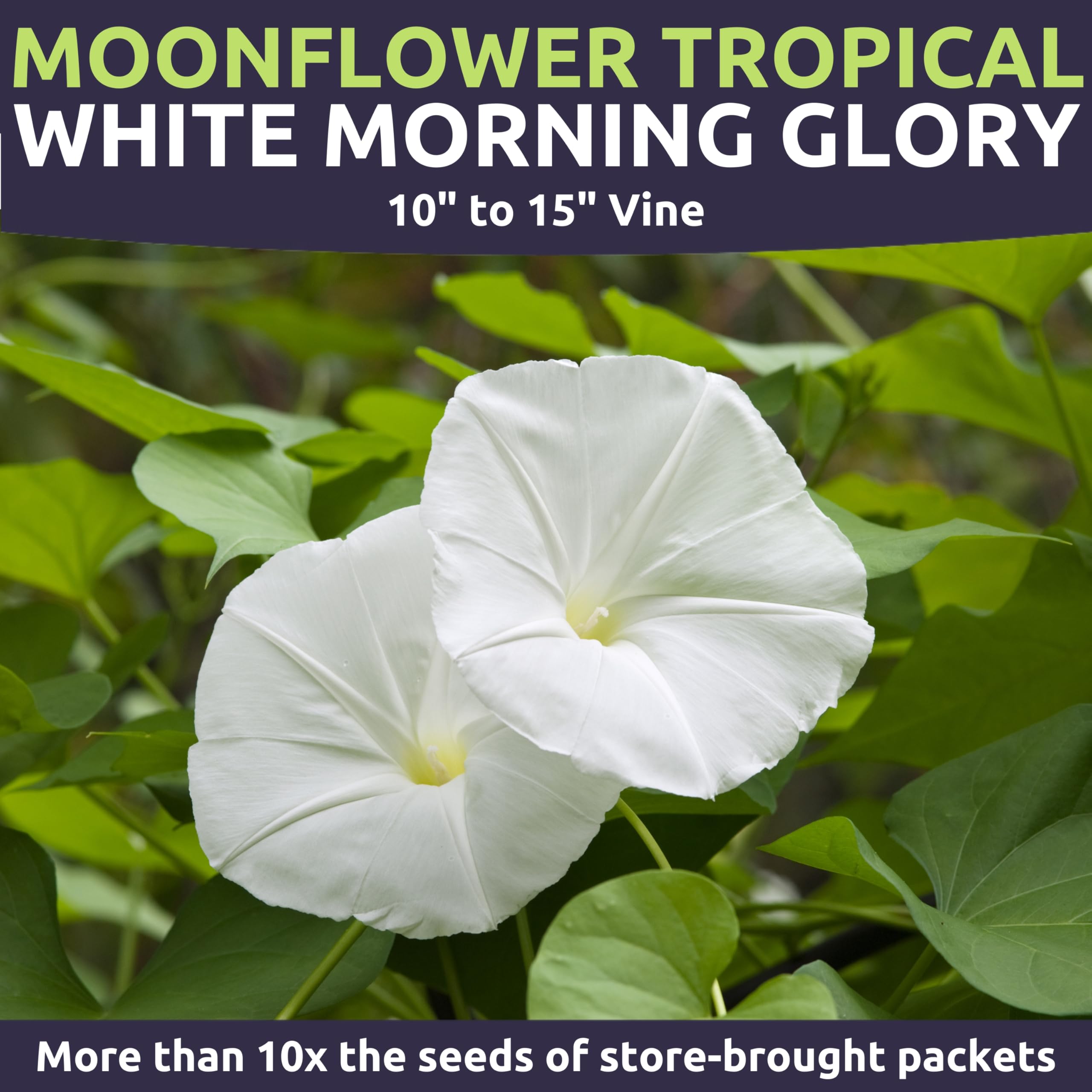 Sweet Yards Moonflower in a night garden, fragrance and glow.