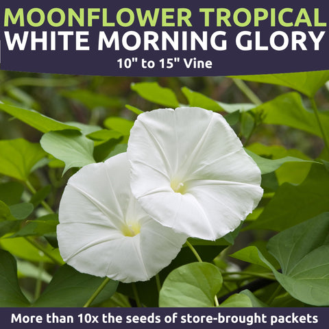 Sweet Yards Moonflower in a night garden, fragrance and glow.
