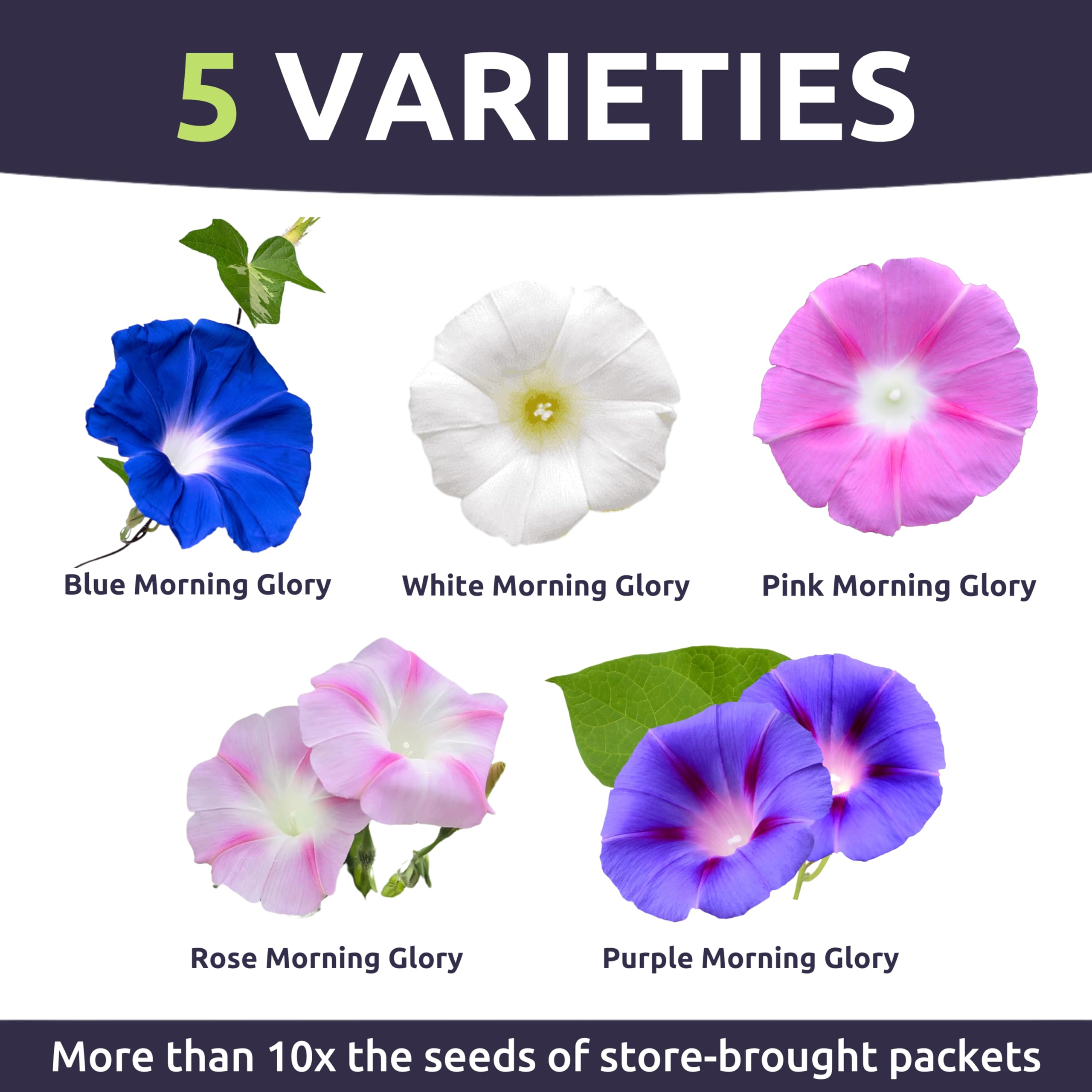 Sweet Yards Morning Glory blooms display purple, blue, pink, and white colors