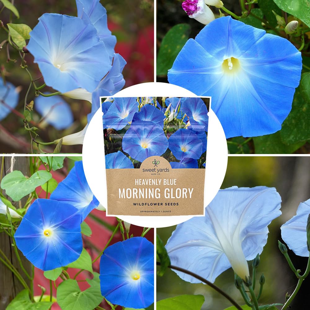 Blue Heavenly Blue blossoms create a focal point in the garden