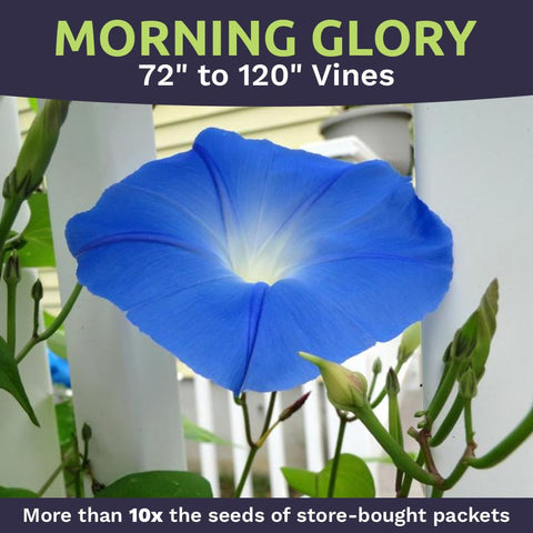 Heavenly Blue blooms in a garden bed along a trellis