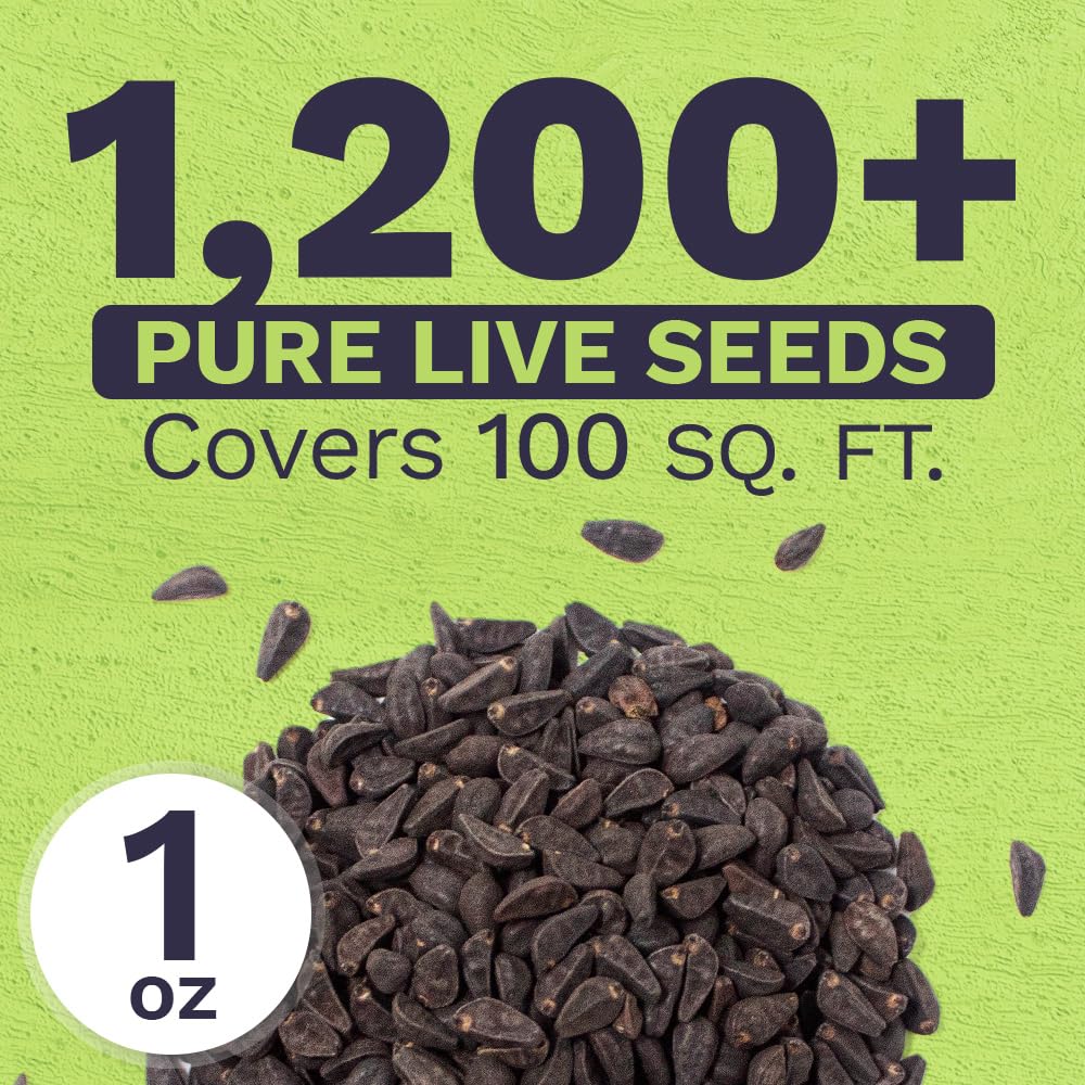 Close up of Heavenly Blue seeds showing germination potential