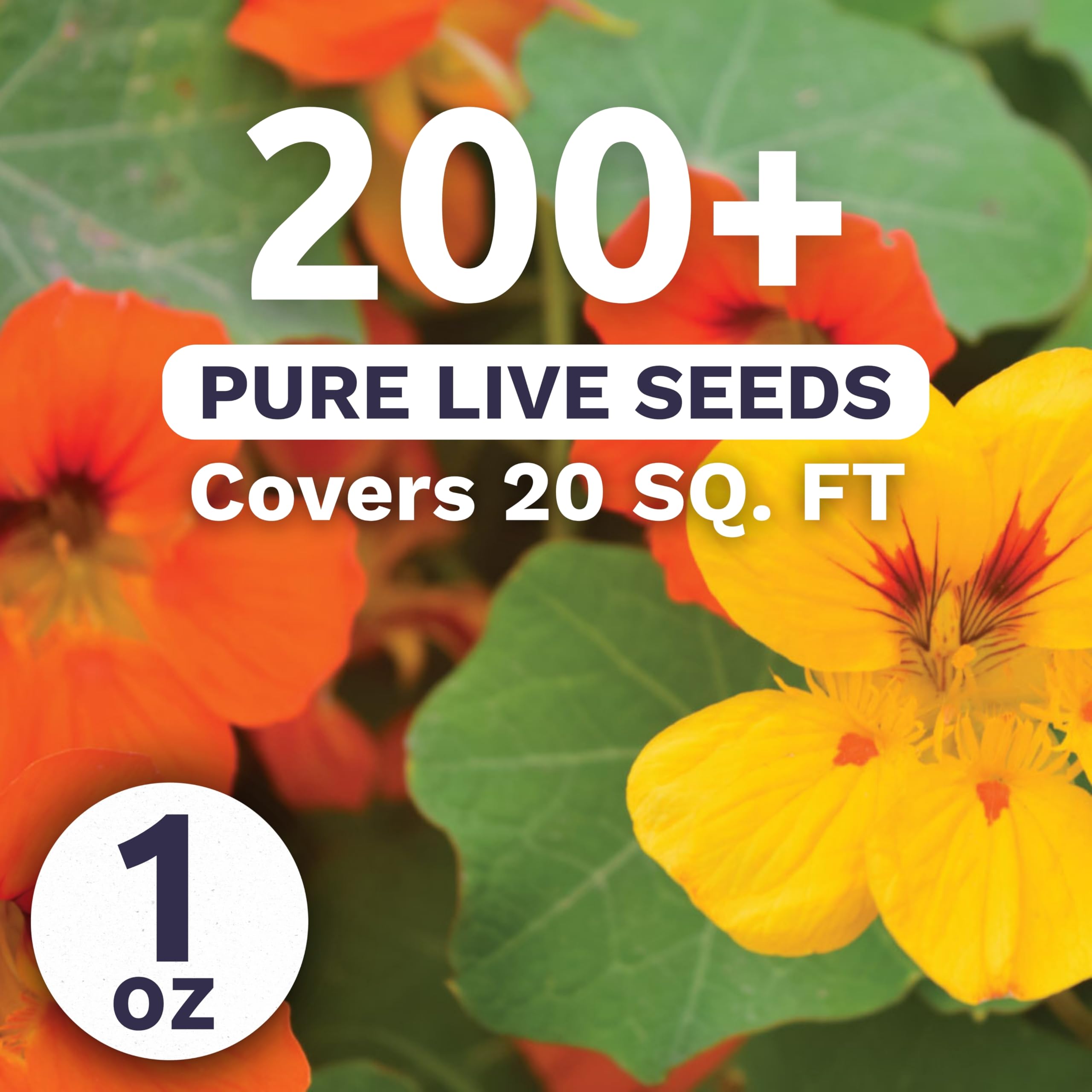 Sweet Yards Nasturtium Jewel Mix blooms in orange, yellow, red for vibrant container displays.