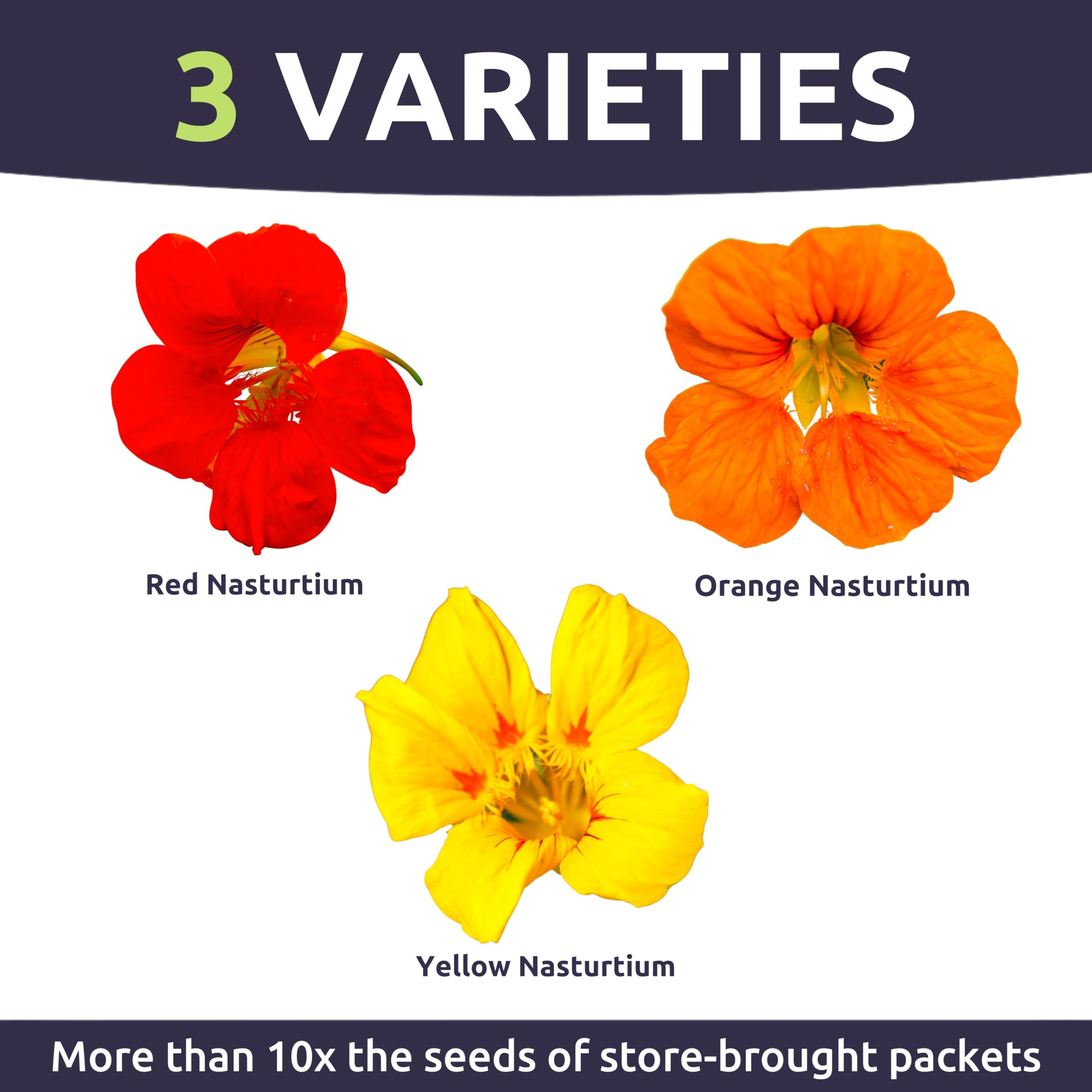 Sweet Yards Nasturtium Jewel Mix leaves are edible and peppery for salads.