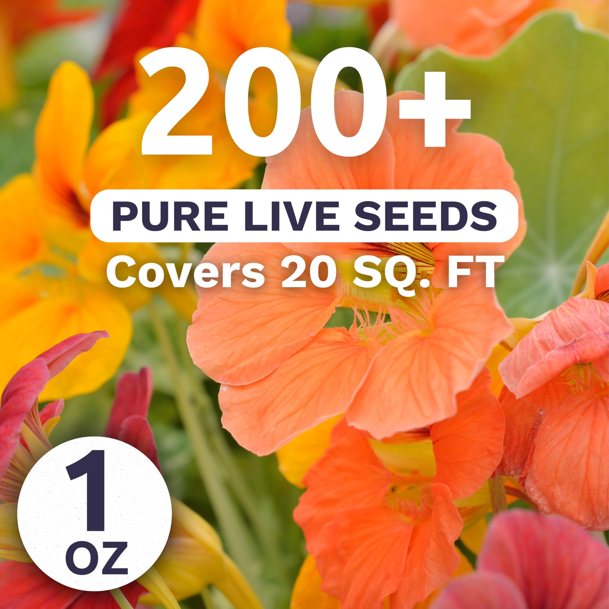 SWEET YARDS Nasturtium Tip Top Mix close-up petals showcase peppery-scented charm.