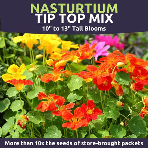 SWEET YARDS Nasturtium Tip Top Mix trailing growth image captures drooping vines over containers.