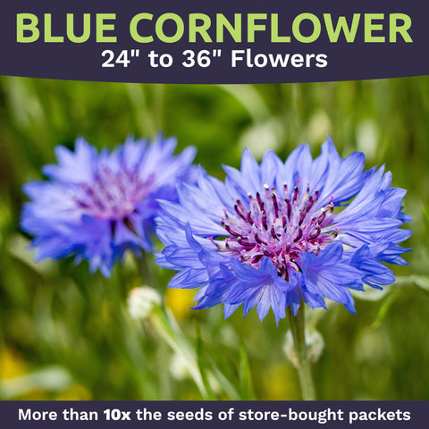 Sweet Yards Non-GMO open-pollinated seeds for diverse wildflowers.