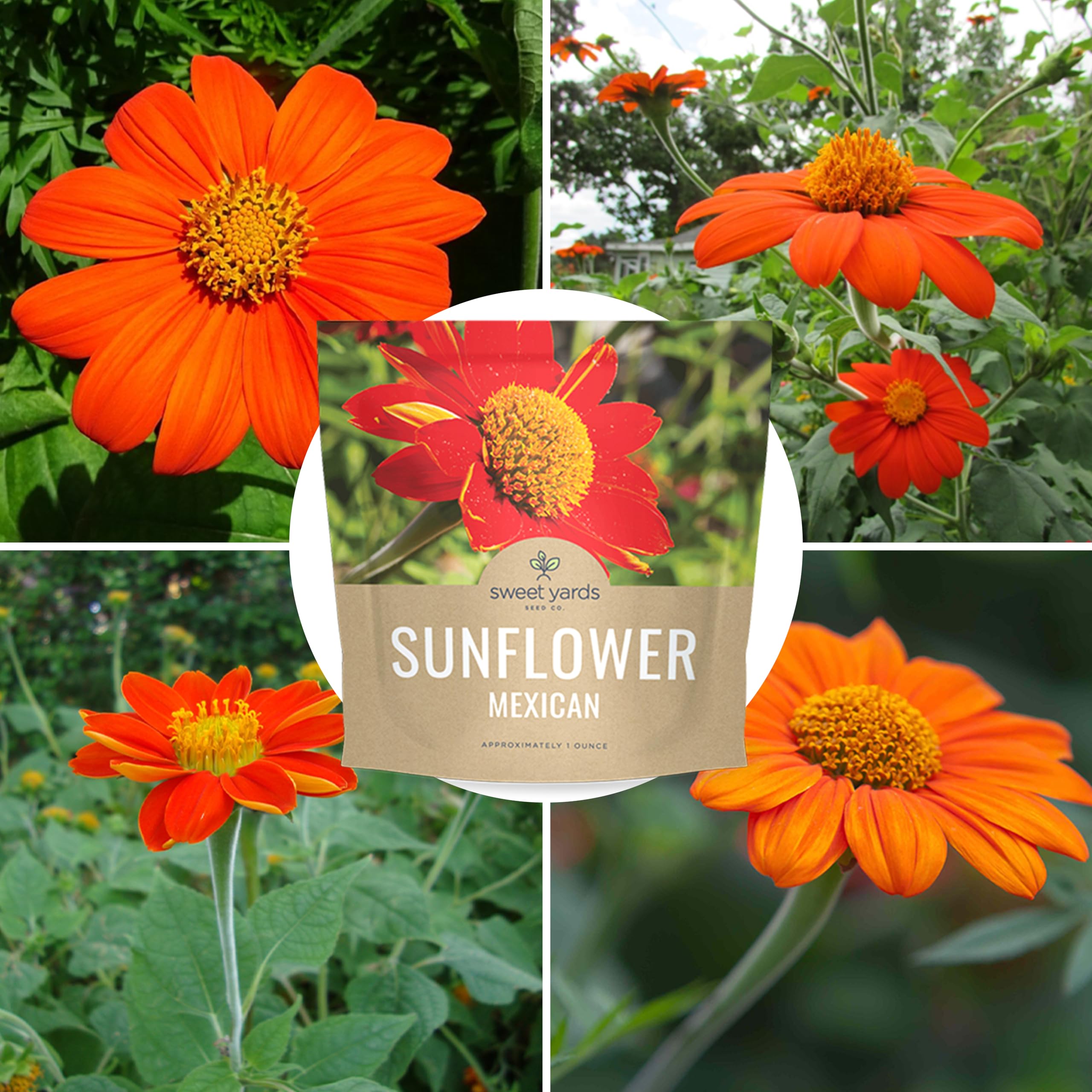 Sweet Yards non-GMO seeds label ensures product integrity