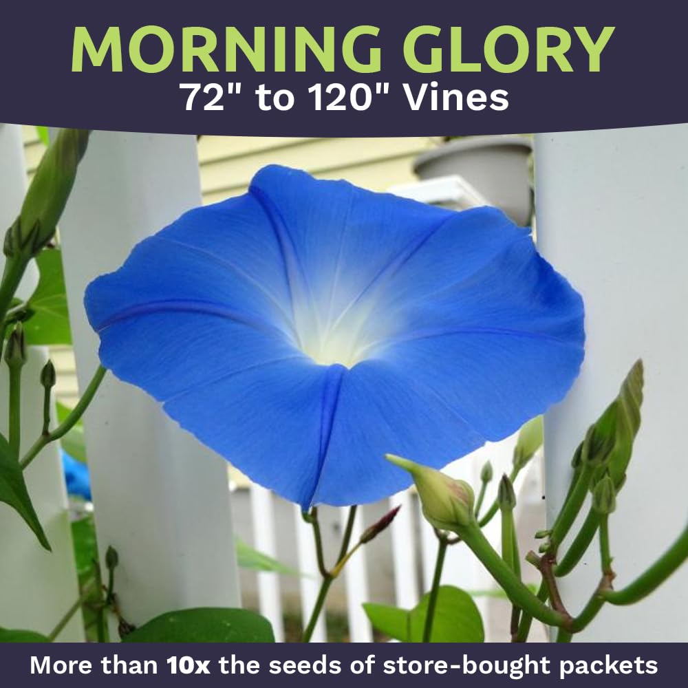Sweet Yards open-pollinated non-GMO seeds from the USA supporting diverse garden plants
