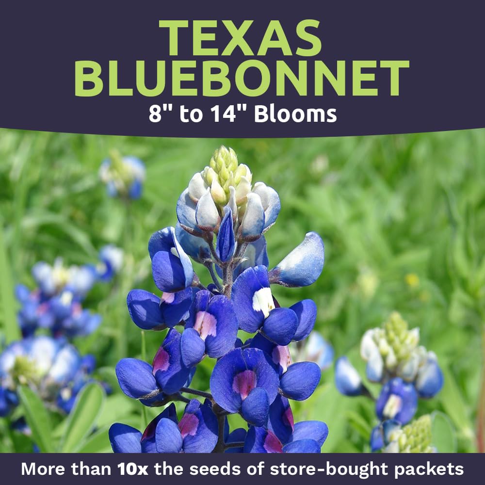 Sweet Yards open-pollinated non-GMO bluebonnet seeds from the USA.