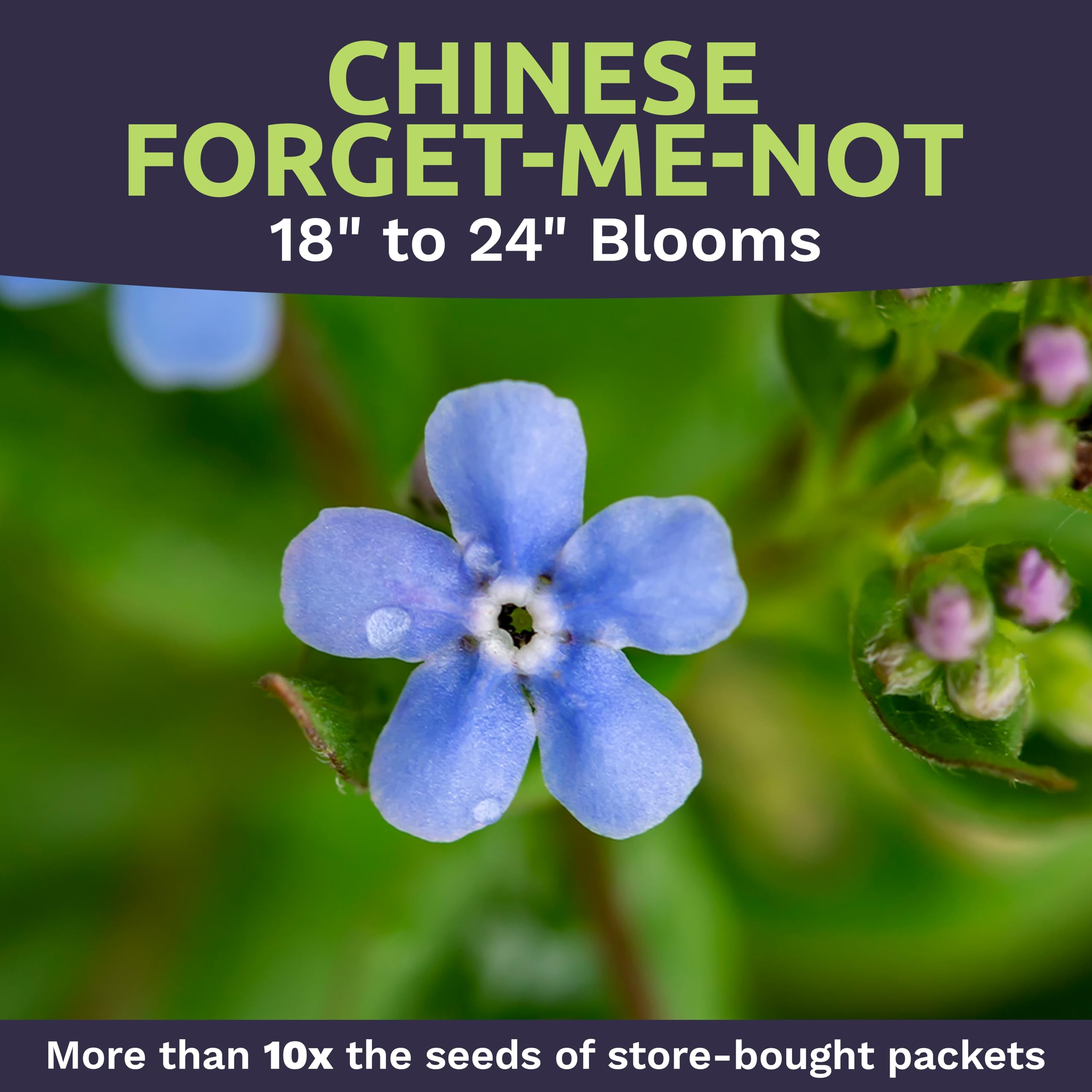 Sweet Yards open-pollinated seeds from the USA for reliable planting results.