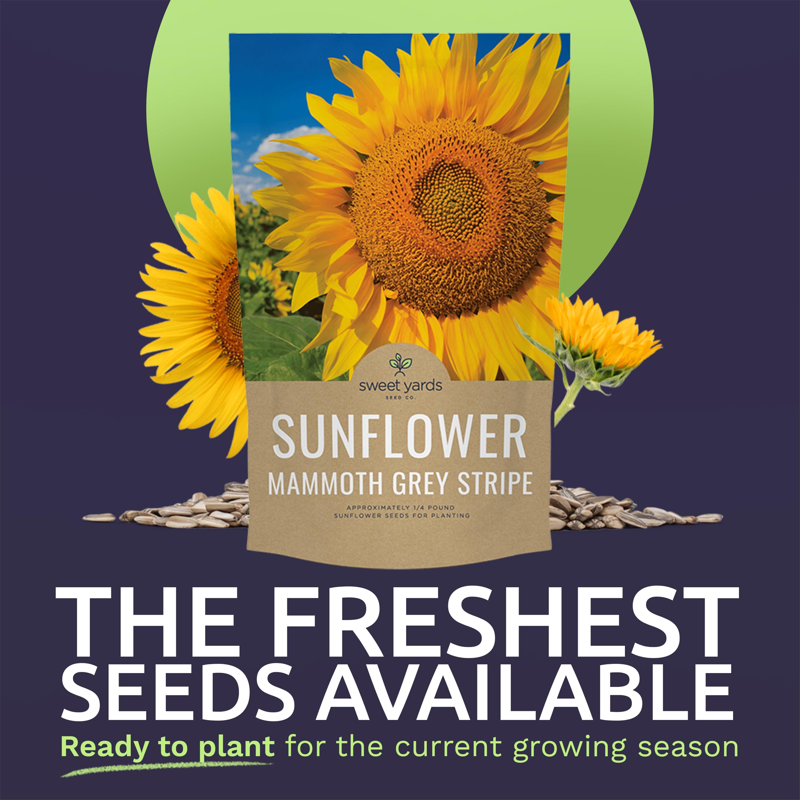 Open-pollinated Sunflower seeds from Sweet Yards with reliable germination for beds