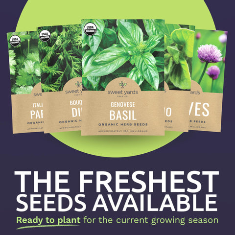Sweet Yards Bouquet Dill seeds for bright aroma in pickles and salads.