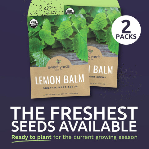Sweet Yards Organic Lemon Balm growing in a garden pot for fresh harvest.