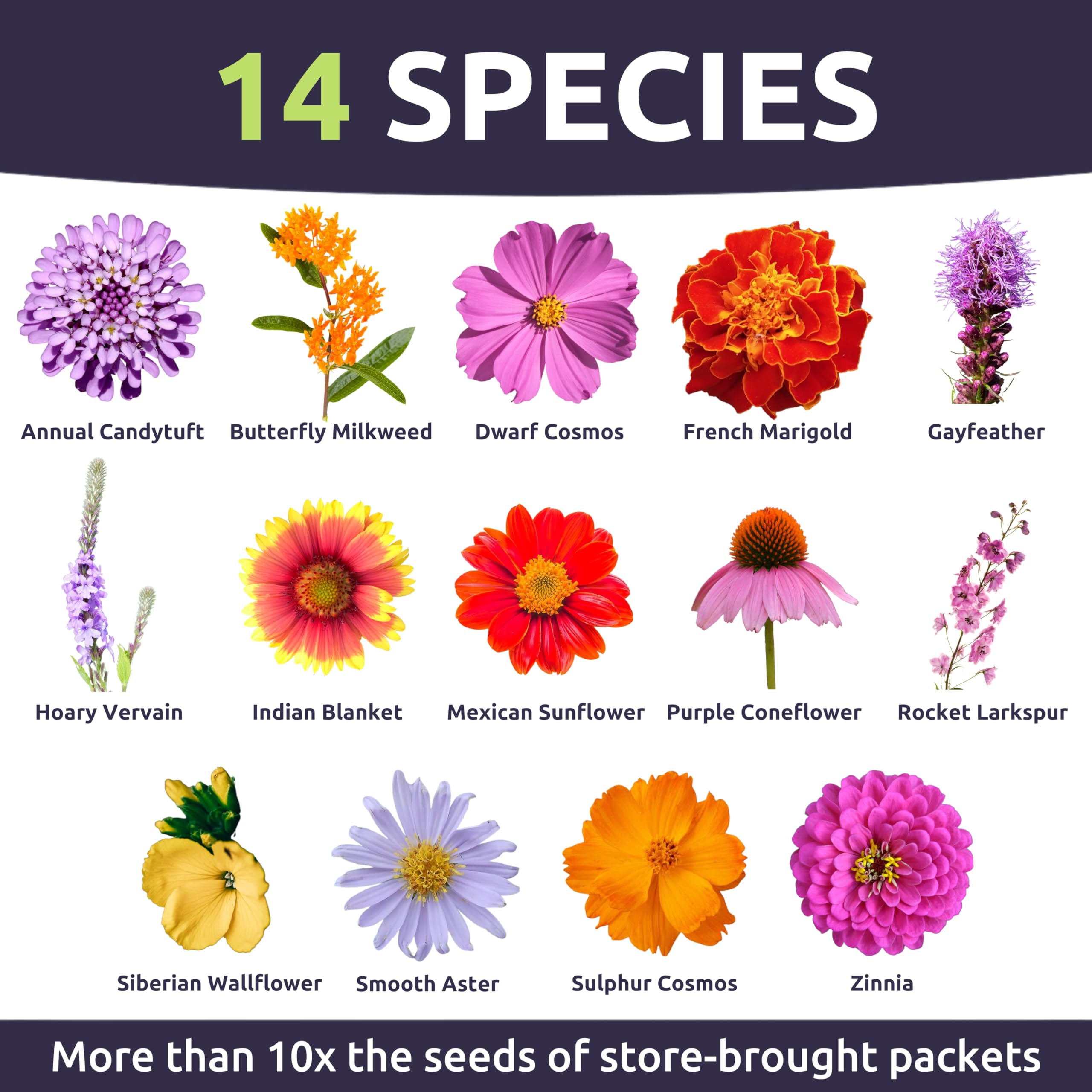 Sweet Yards over 11,000 live seeds promising vibrant blooms.