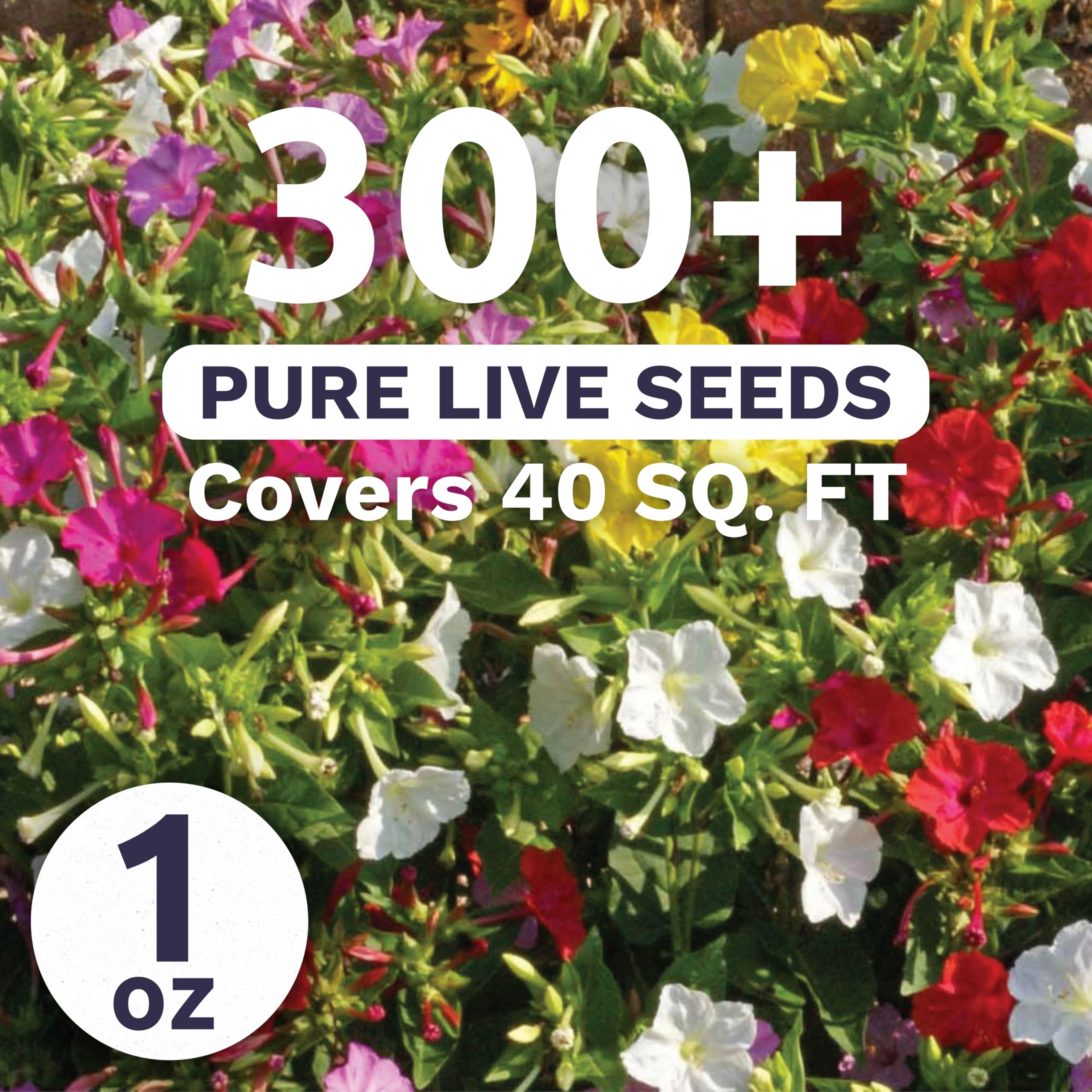 Close-up of Sweet Yards seeds highlighting high germination potential