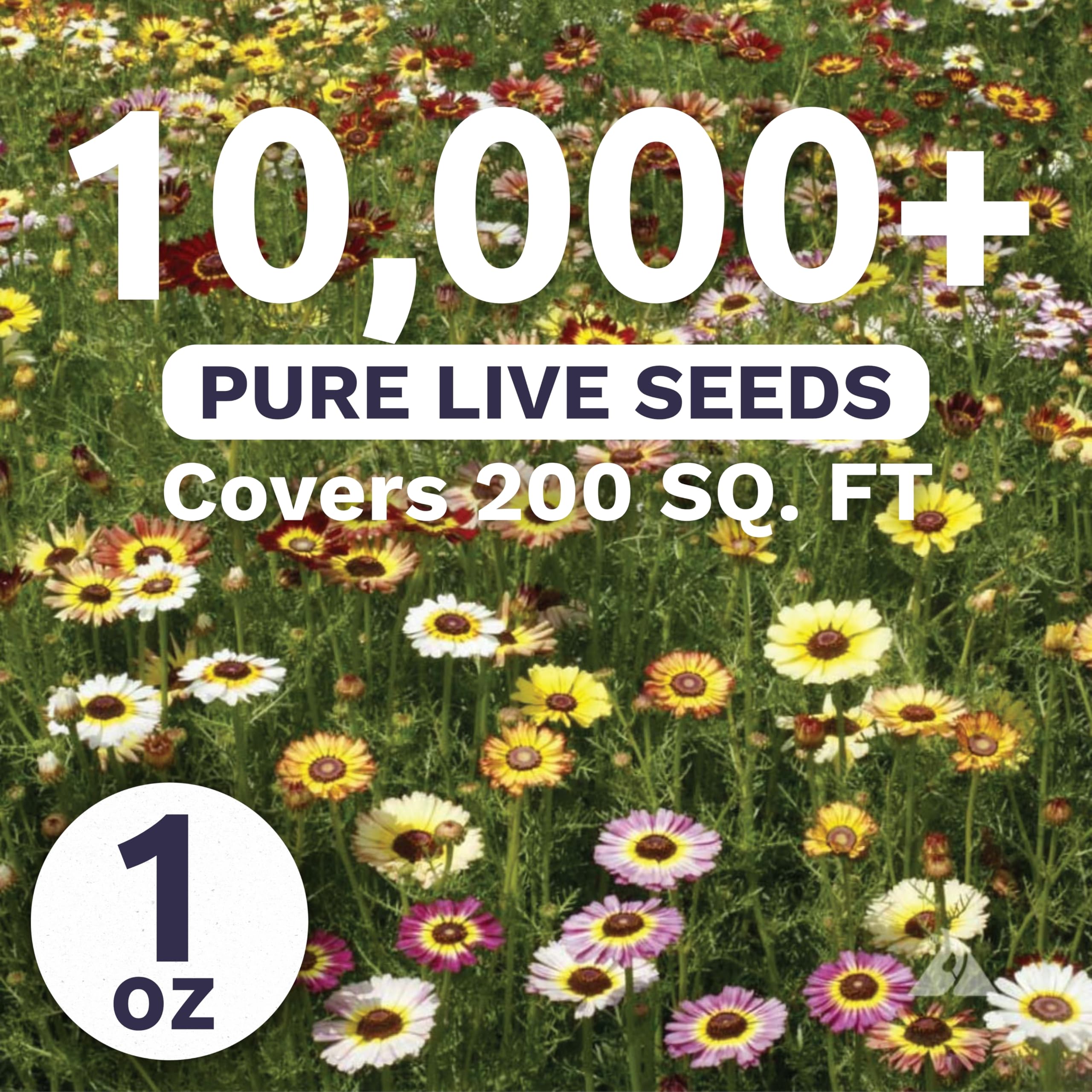 Sweet Yards Painted Daisy colorful blooms brighten borders and attract butterflies