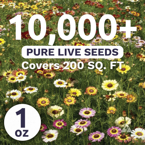 Sweet Yards Painted Daisy colorful blooms brighten borders and attract butterflies