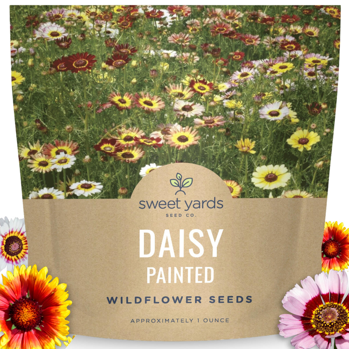 Sweet Yards Painted Daisy seeds packet large for ample germination and garden coverage