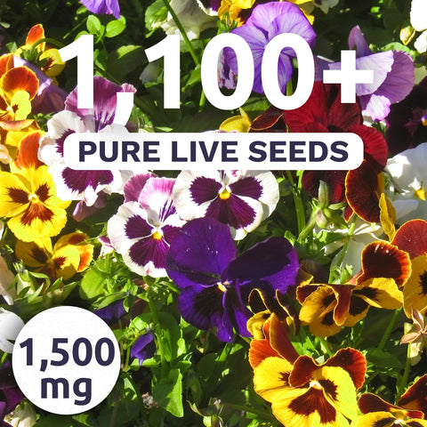 Closeup of bold pansy blooms from the Swiss Giants mix bringing color
