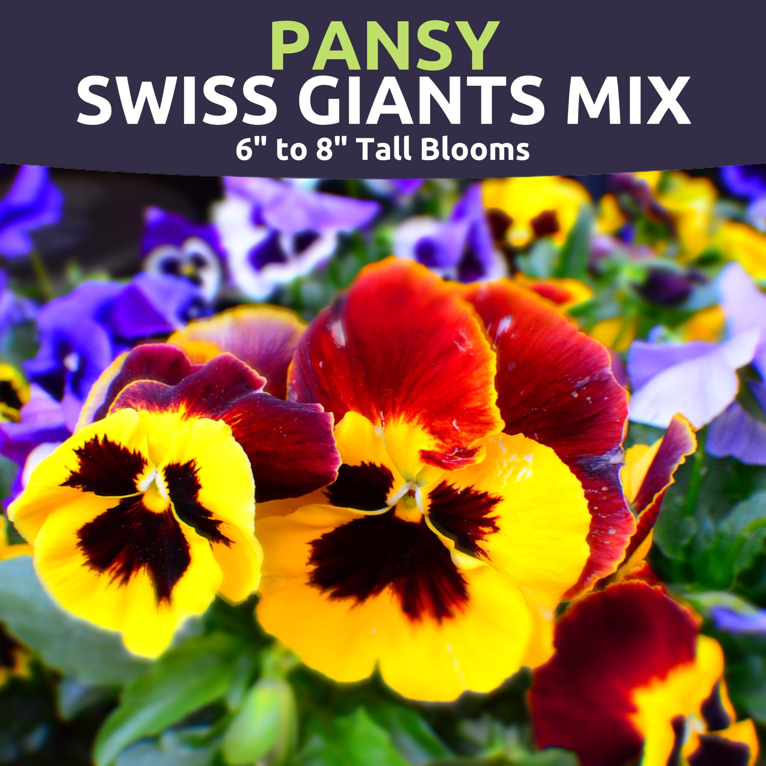Garden bed border display with Sweet Yards pansy mix for borders