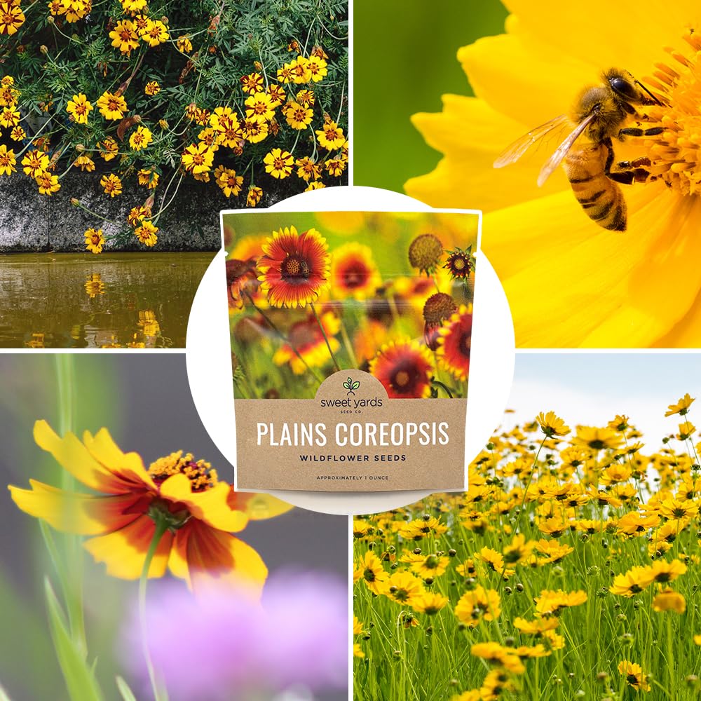 Sweet Yards Plains Coreopsis seeds backed by support guarantee.