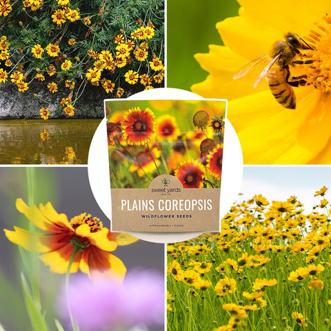 Sweet Yards Plains Coreopsis seeds backed by support guarantee.