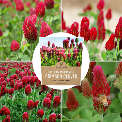 Sweet Yards Planting guide for crimson clover with seeding rates and spacing
