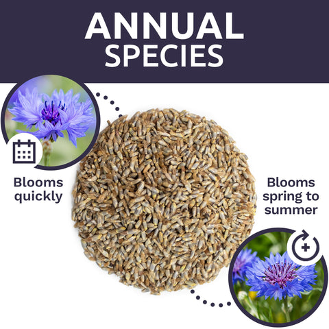 Sweet Yards Pollinator-friendly blooms boost garden vitality and color.