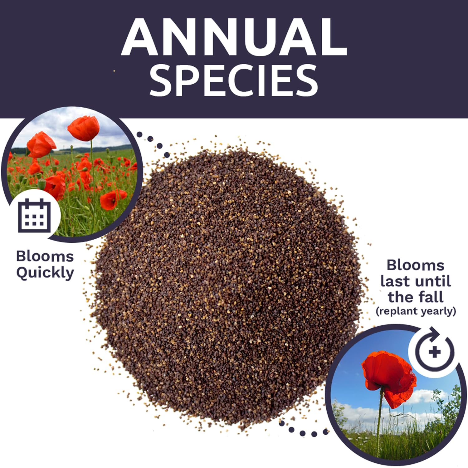 Pollinator-friendly red poppies attracting bees and butterflies with Sweet Yards.