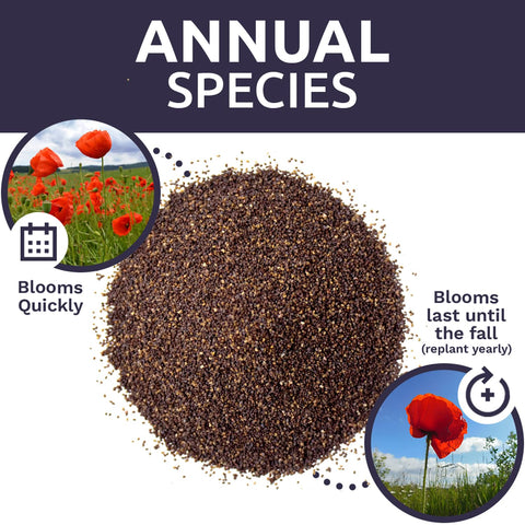 Pollinator-friendly red poppies attracting bees and butterflies with Sweet Yards.
