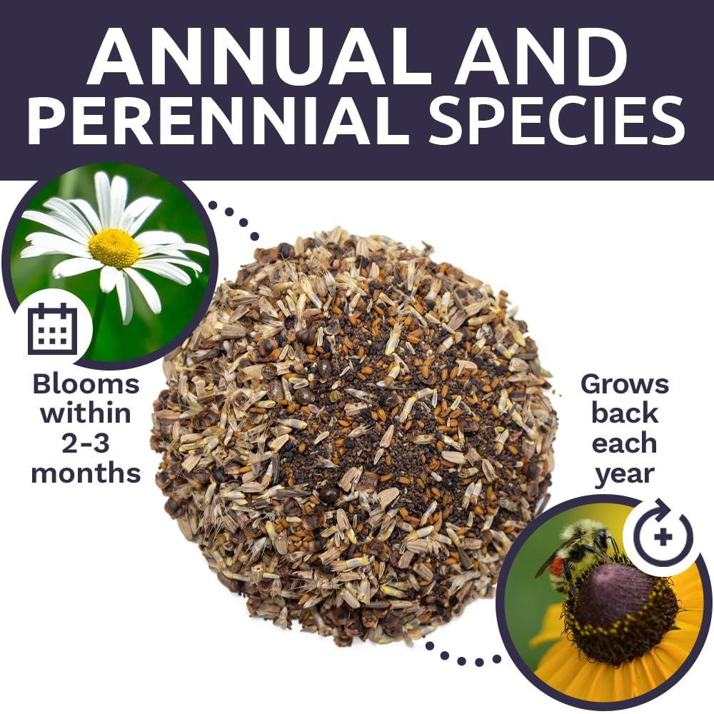 Sweet Yards pollinator-friendly seed mix guides gardeners toward vibrant, low-maintenance habitats