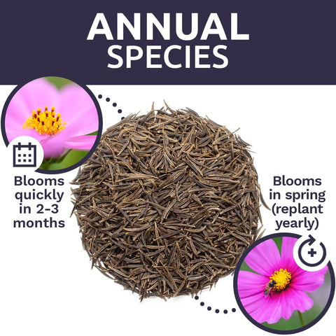 SWEET YARDS Cosmos draw pollinators to garden beds.