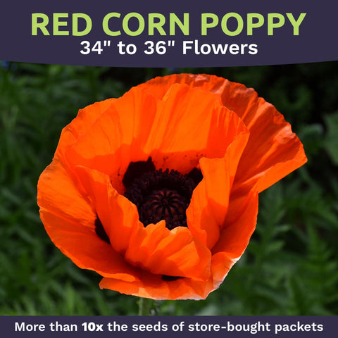 Close-up of red poppy bloom showing vivid petals and intricate centers.
