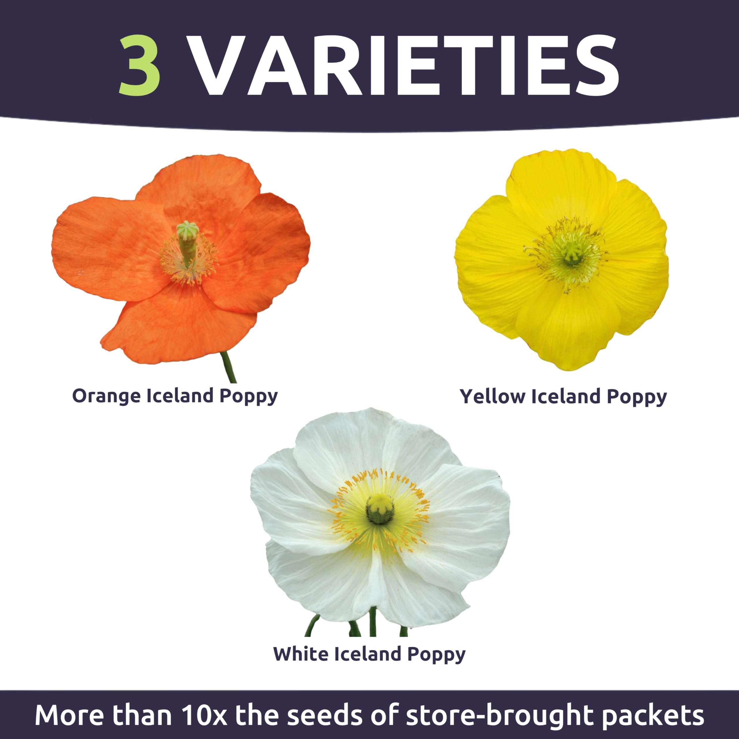 Sweet Yards Poppy Iceland color palette includes white, pink, orange, and yellow.