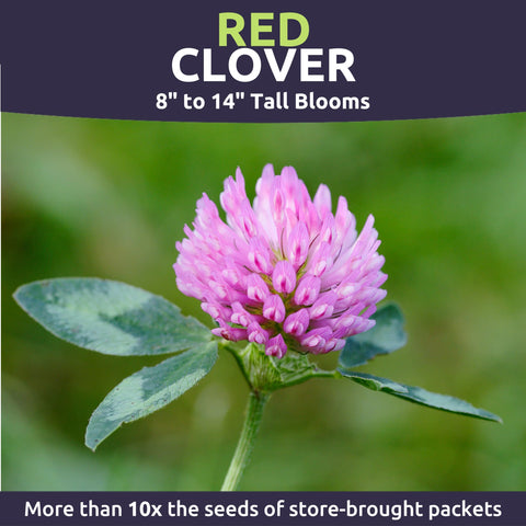 Sweet Yards Red Clover crimson blooms brighten landscapes and attract pollinators.