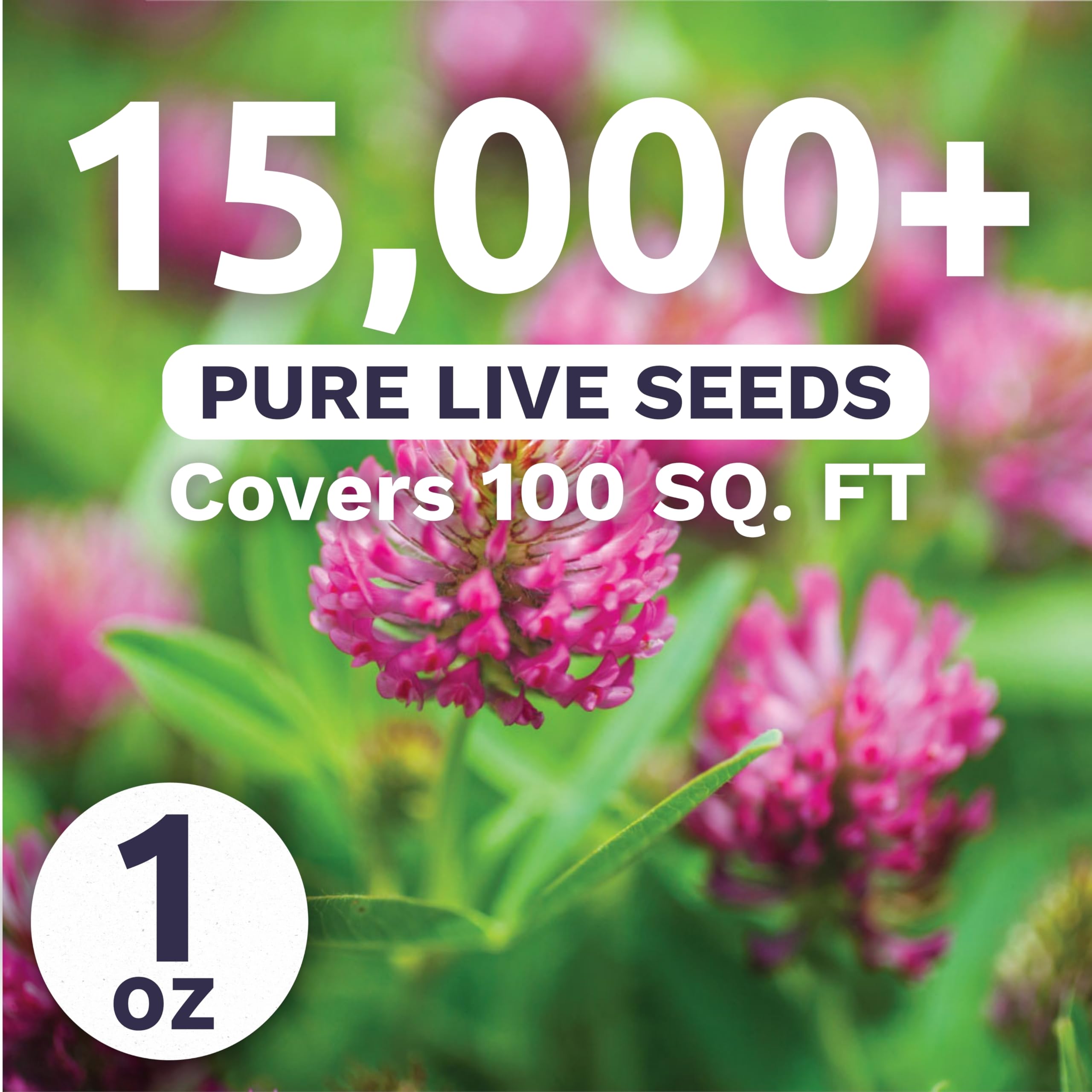 Sweet Yards Red Clover early sprouts indicate rapid establishment in garden beds.