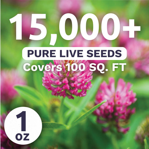 Sweet Yards Red Clover early sprouts indicate rapid establishment in garden beds.