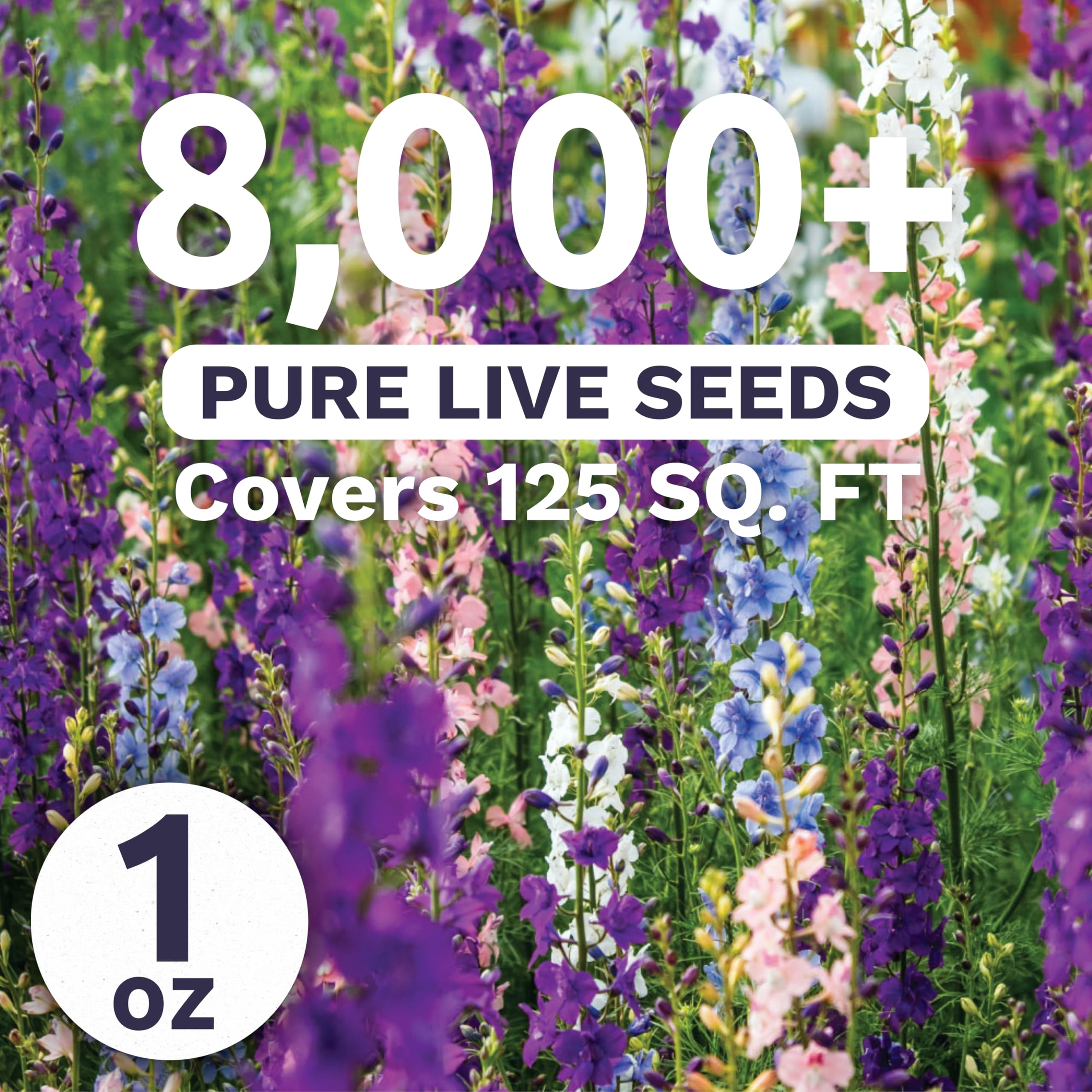 Sweet Yards Rocket Larkspur Imperial Mix tall blooms forming dramatic garden borders