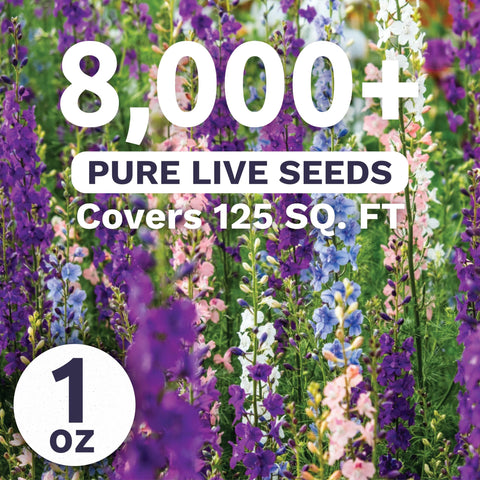 Sweet Yards Rocket Larkspur Imperial Mix tall blooms forming dramatic garden borders