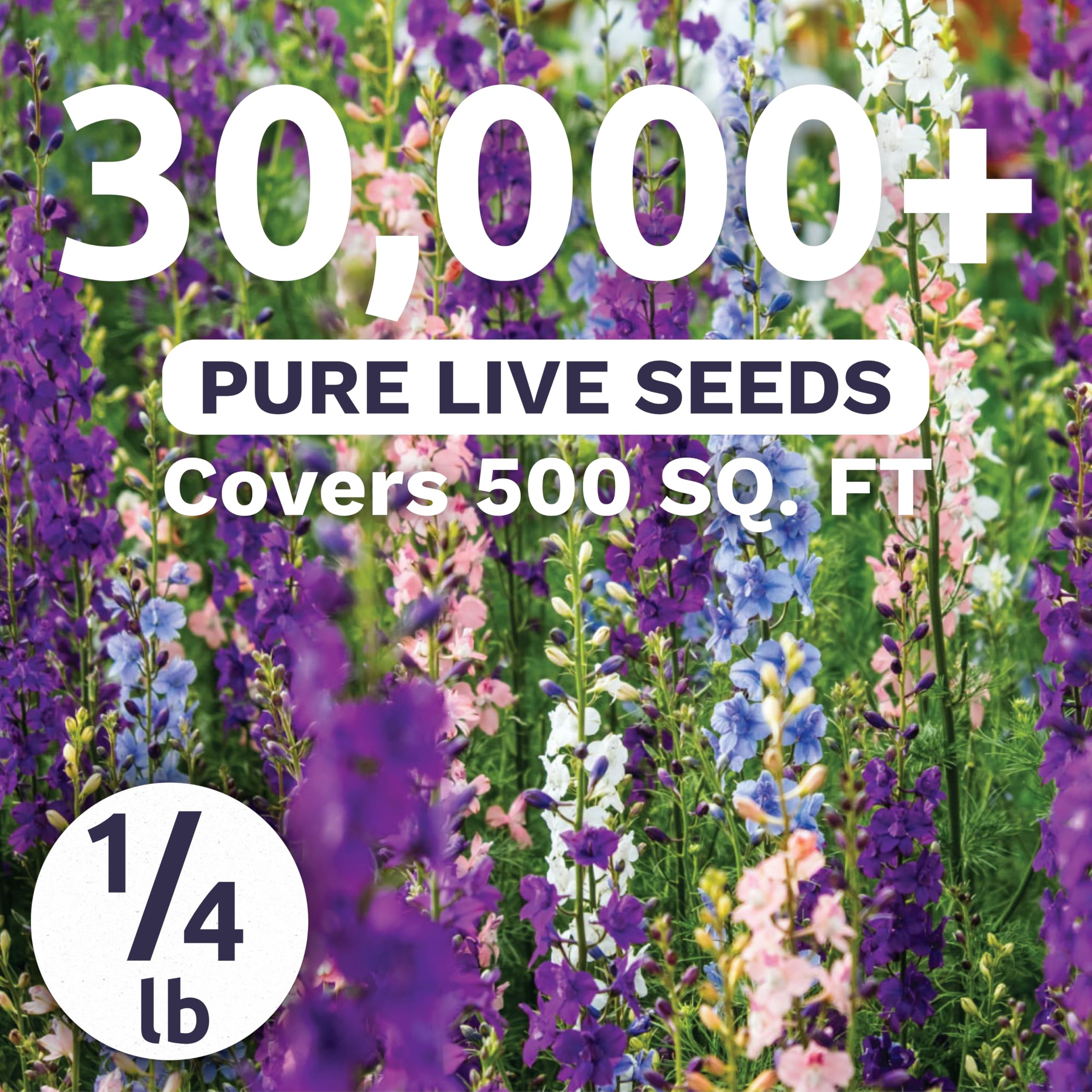 Sweet Yards Rocket Larkspur Imperial Mix tall spikes add drama to borders