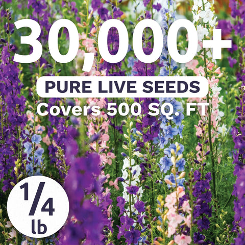 Sweet Yards Rocket Larkspur Imperial Mix tall spikes add drama to borders