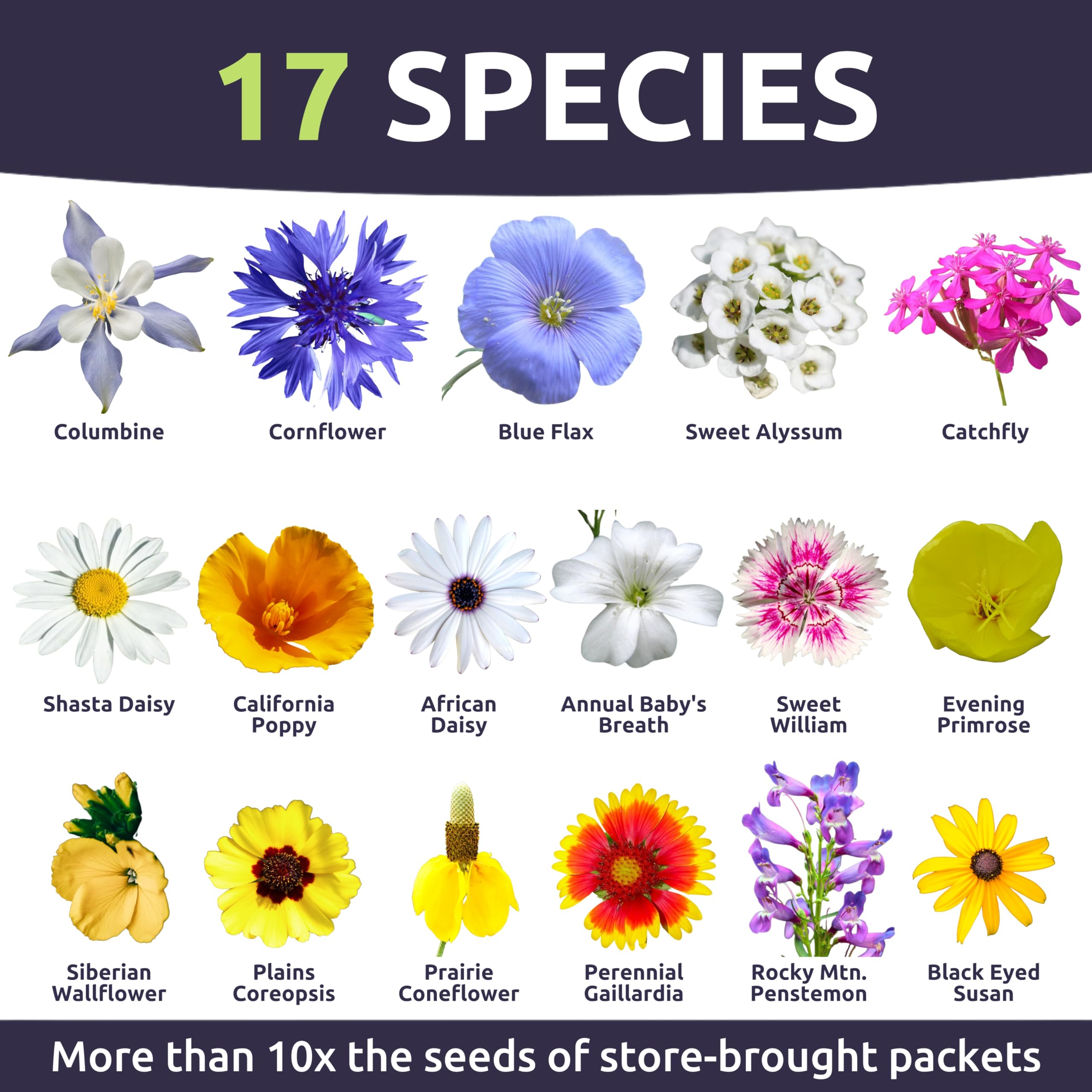 Sweet Yards Rocky Mountain Regional Mix meadow idea blooms in spring sunlight for pollinator-friendly gardens.