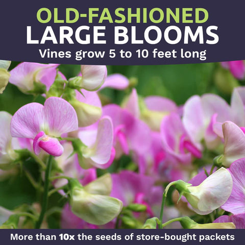 Sweet Yards Royal Family Mix on a trellis showing fragrant vertical growth