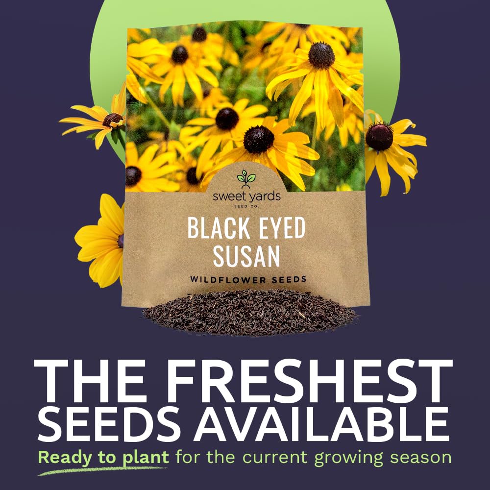 Sweet Yards Rudbeckia hirta seeds open pollinated for vibrant border beds.