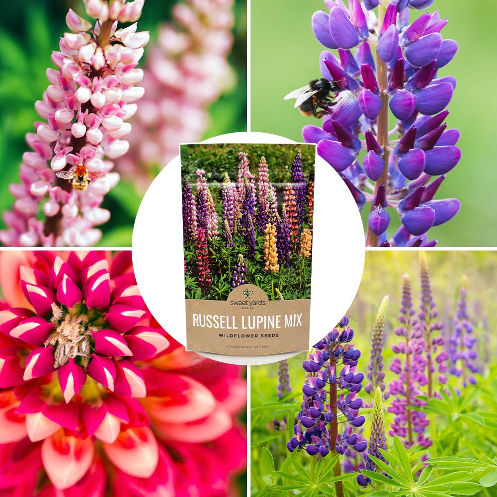 Sweet Yards Russell Lupine border planting idea for naturalized yards.