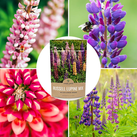 Sweet Yards Russell Lupine border planting idea for naturalized yards.