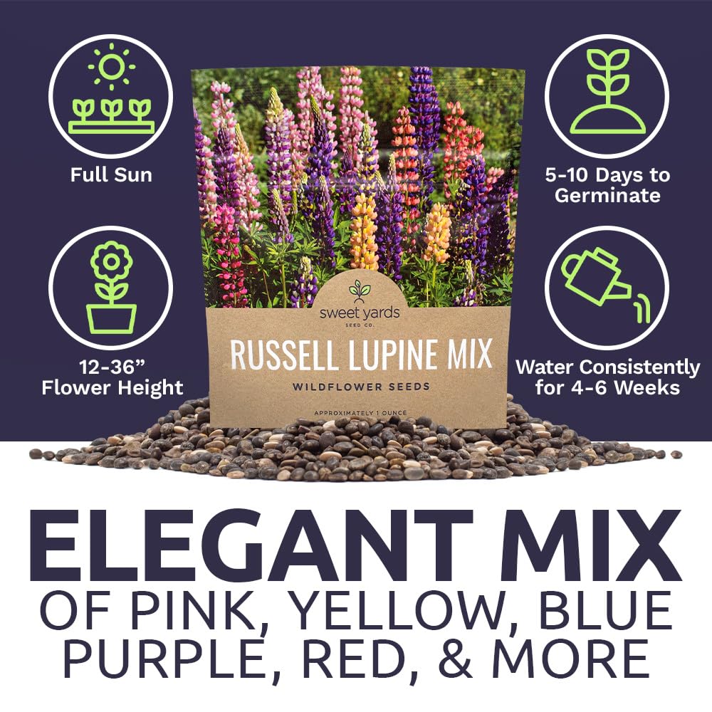 Tall lupine blooms returning year after year for seasonal color.