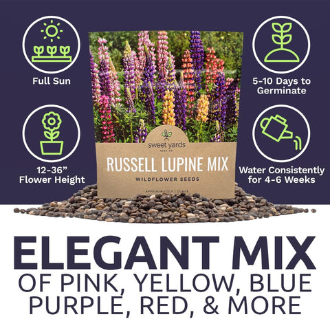 Tall lupine blooms returning year after year for seasonal color.