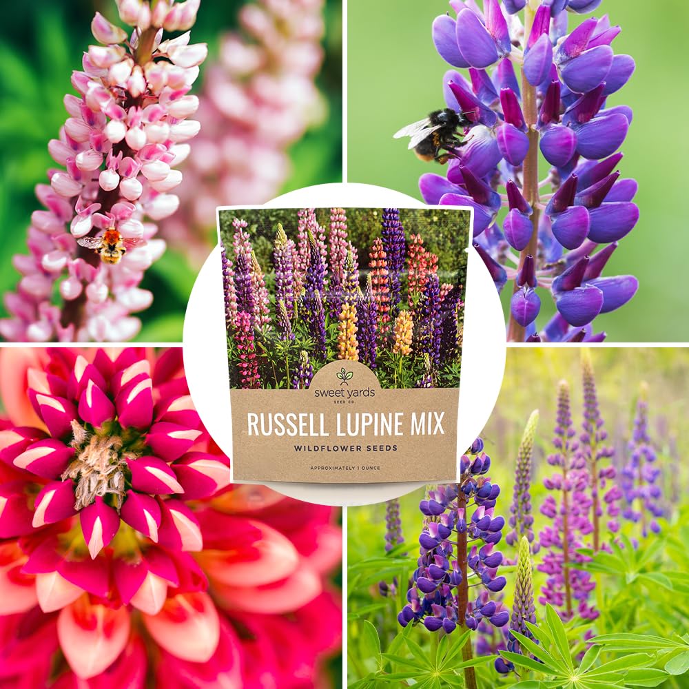 Perfect for pollinator-friendly borders and meadow-like plantings.